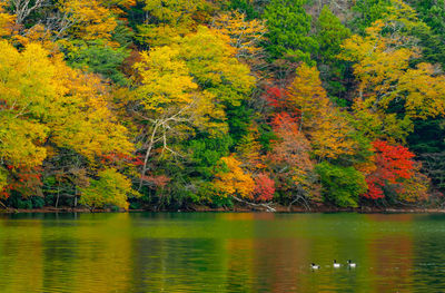 Scenic view of lake by trees during autumn