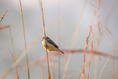 Close-up of bird perching on twig