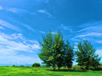 Trees on field against blue sky