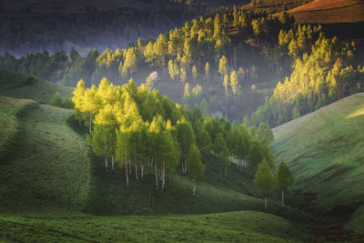 Trees growing on mountain