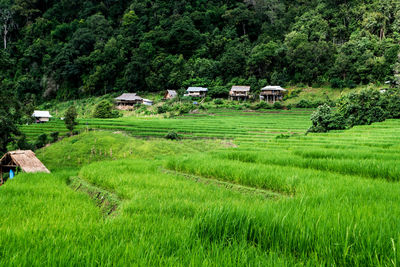 Scenic view of agricultural field against trees and houses