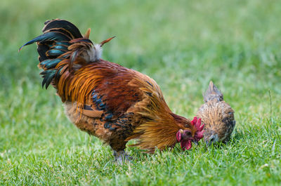 Close-up of rooster on field