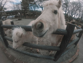 Close-up of horse in pen