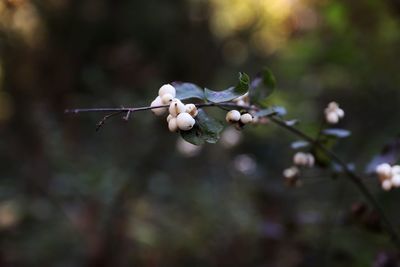 Close-up of white flowering plant