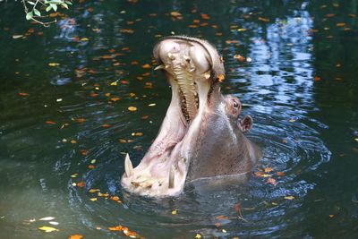 Close-up of hippopotamus in lake