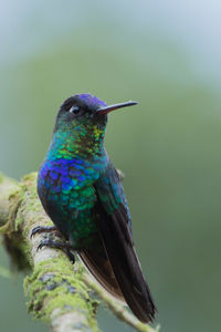Close-up of hummingbird perching on tree