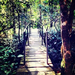 Walkway leading to footbridge in forest