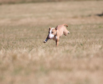 View of a dog running on landscape
