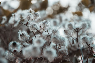 Close-up of wilted plant