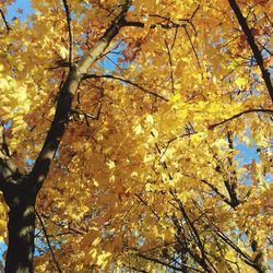 Low angle view of tree against sky