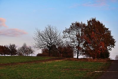 Trees against sky during sunset