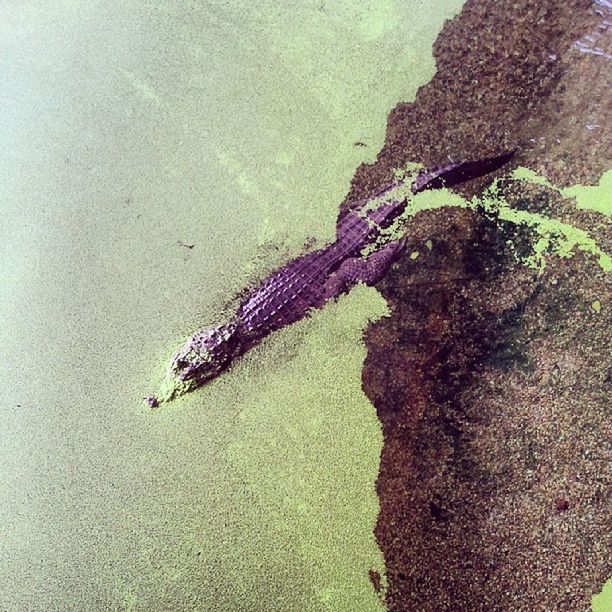 animal themes, one animal, animals in the wild, wildlife, reptile, high angle view, lizard, sand, sea life, nature, close-up, underwater, water, no people, fish, day, full length, dead animal, outdoors, zoology