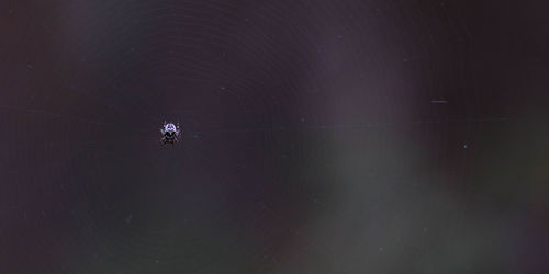 Close-up of spider on web