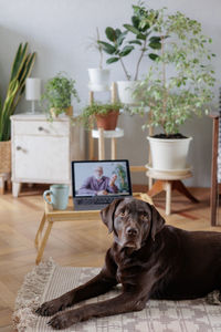 Close-up of black dog on table at home