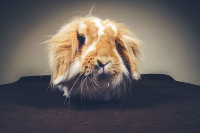 Close-up portrait of an animal head