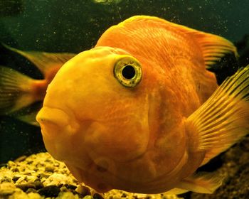 Close-up of fish swimming in aquarium