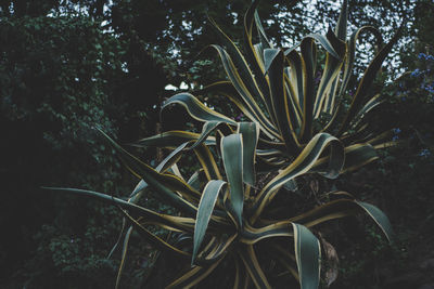 Close-up of plant against trees