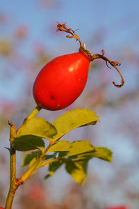 Close-up of red berries growing on tree