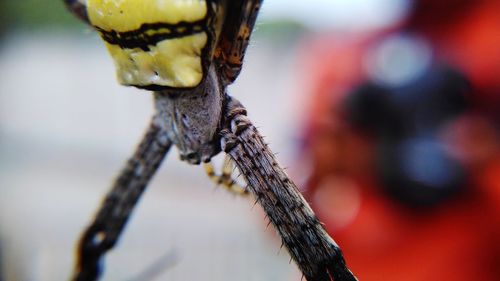 Close-up of insect