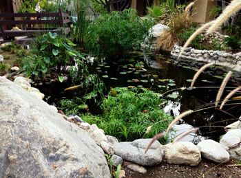 Plant growing on rocks