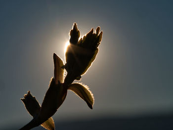 Close-up of plant against sky at sunset