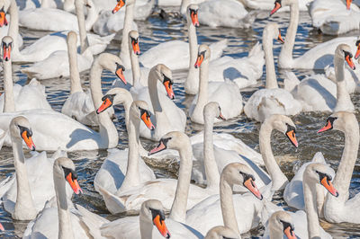 Swans. a huge flock of mute swans gather on lake. cygnus olor.
