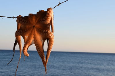 Dead plant hanging over sea against sky