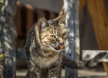 Close-up of a cat looking away