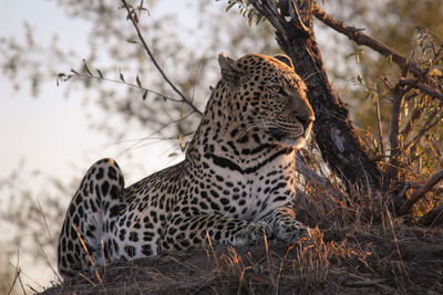 Close-up of a leopard 