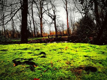 Trees in park against sky