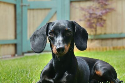 Close-up portrait of a dog