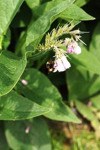 Close-up of insect on plant