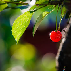 Close-up of strawberry hanging on plant