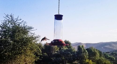 Bird on mountain against clear sky