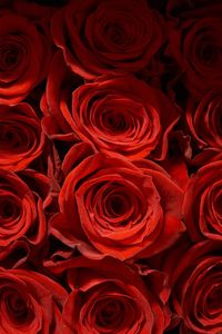 Full frame shot of red roses