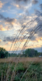 Plants growing on field against sky during sunset