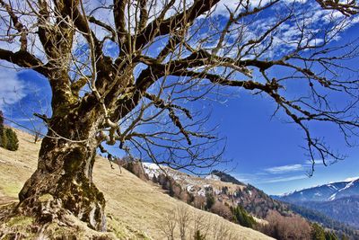 Trees on mountain against sky