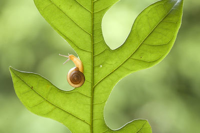 Close-up of snail on leaf