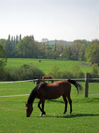 Horse in a field - countryside beautiful photography 