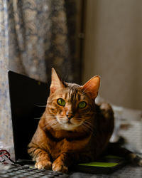 Bengal cat lying on laptop computer. working from home with pets illustration. 