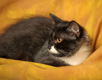 Close-up of cat resting on bed