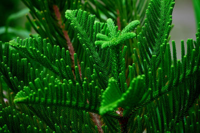 Close-up of green plant