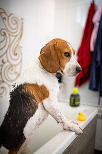 Close-up of dog looking at home