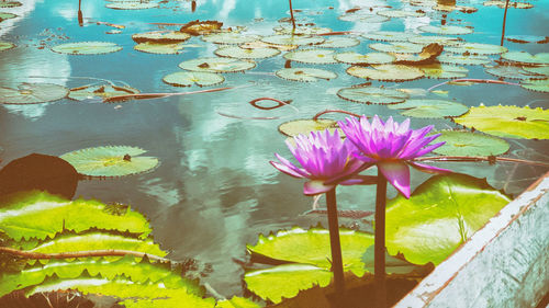 Purple water lily in lake