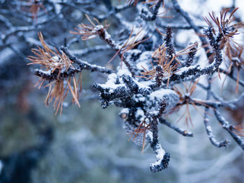 Close-up of frozen tree during winter