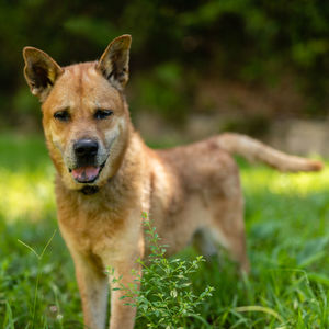 Portrait of dog standing on field