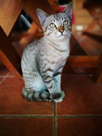 Close-up portrait of cat sitting