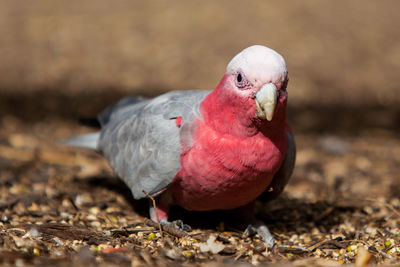 Close-up of parrot