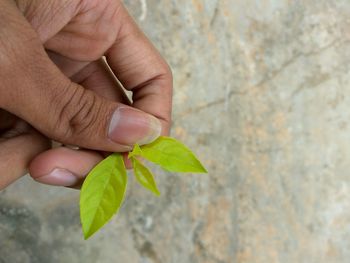 Close-up of hand holding flower