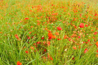 Close-up of red poppy flowers on field